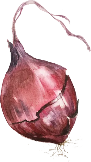 Watercolor Red Onion Artwork PNG Image