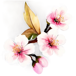 Watercolor Sakura Flower Png Rck PNG Image