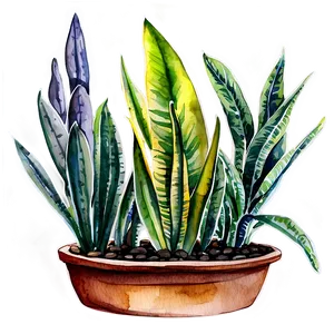 Watercolor Snake Plant Png 24 PNG Image