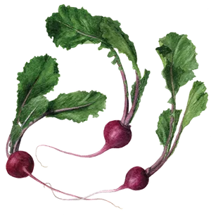 Watercolor Turnips Illustration PNG Image