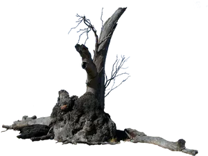 Weathered_ Tree_ Trunk_ Isolated.png PNG Image