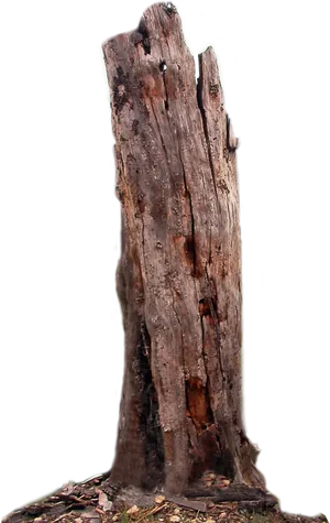 Weathered Tree Trunk Standing Alone PNG Image