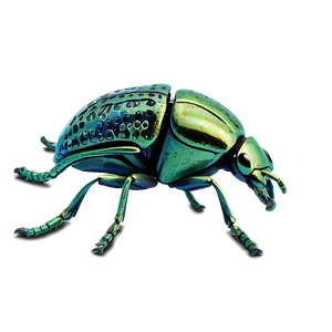 Weevil B PNG Image