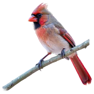 West Virginia State Bird Cardinal Png 82 PNG Image