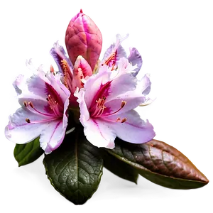 West Virginia State Flower Rhododendron Png 06202024 PNG Image