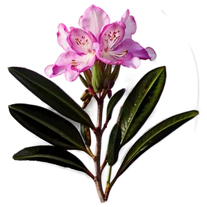 West Virginia State Flower Rhododendron Png Gxn PNG Image