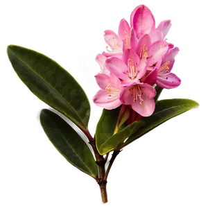 West Virginia State Flower Rhododendron Png Jwa PNG Image