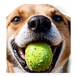 Wet Dog Nose Detail Png Vif PNG Image