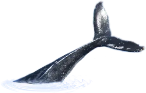 Whale Tail Emerging From Water PNG Image