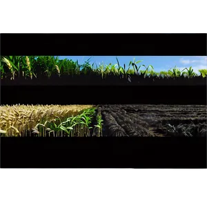 Wheat Field And Barn Silhouette Png 11 PNG Image