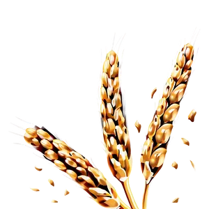 Wheat Grain Close-up Png 53 PNG Image