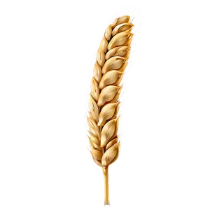 Wheat Grain Close-up Png 81 PNG Image