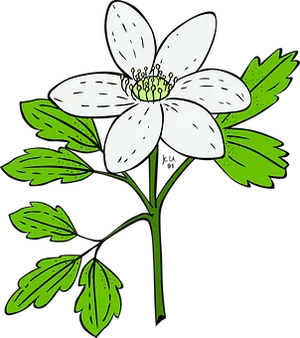 White Anemone Flower Illustration PNG Image