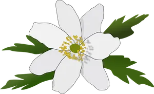 White Anemone Vector Illustration PNG Image