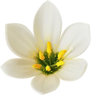 White Bloom Black Background PNG Image