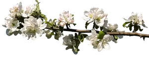 White Blossom Branch Springtime PNG Image