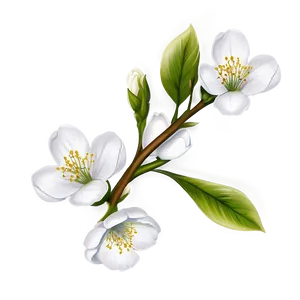 White Blossom Png 65 PNG Image