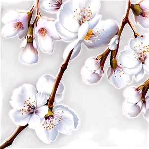 White Blossom Png Qrl33 PNG Image