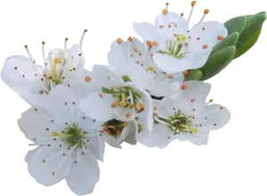 White Blossoms Transparent Background PNG Image