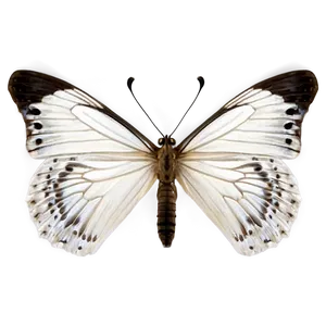 White Butterfly Isolated Png Btx39 PNG Image