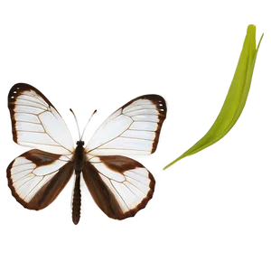 White Butterfly With Transparent Background Png Eyl PNG Image