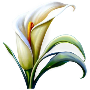 White Calla Lily Png 95 PNG Image