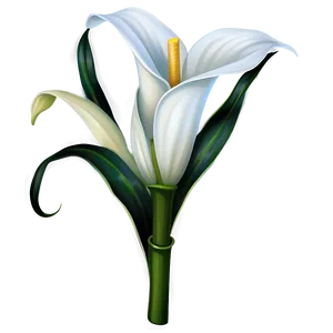 White Calla Lily Png Uhv10 PNG Image