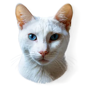 White Cat Face Png Tvt46 PNG Image