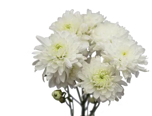 White Chrysanthemums Black Background PNG Image