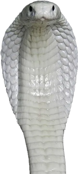 White Cobra Head Raised PNG Image