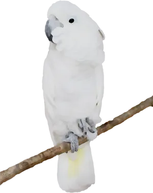 White Cockatoo Perched PNG Image