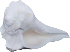 White Conch Shell Isolated Background PNG Image