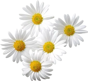 White Daisies Cluster.png PNG Image