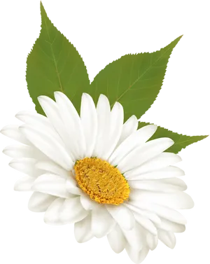 White Daisy Black Background PNG Image