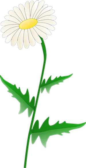 White Daisy Graphic PNG Image