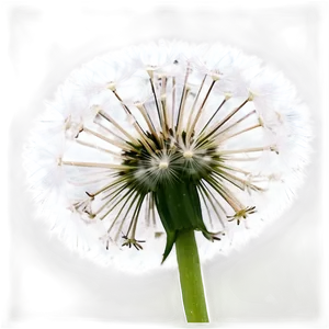 White Dandelion Png 06292024 PNG Image