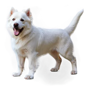 White Dog And Cat Png 60 PNG Image