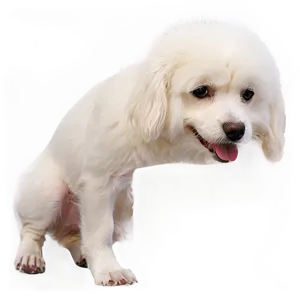 White Dog In Sunset Png 99 PNG Image