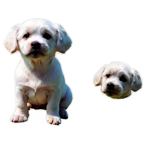 White Dog In Sunset Png Bvh PNG Image