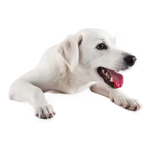 White Dog Licking Png 93 PNG Image