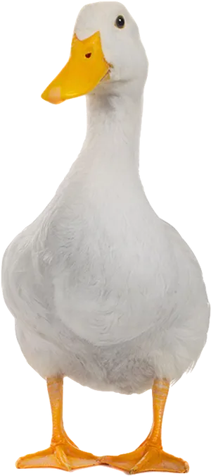 White Domestic Duck Portrait PNG Image