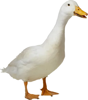 White Domestic Goose Standing PNG Image