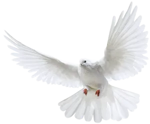 White Dove In Flight PNG Image