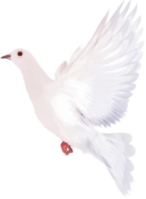 White Dovein Flight Black Background PNG Image