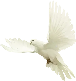 White Dovein Flight PNG Image