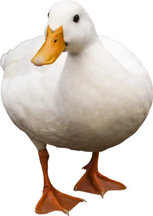 White Duck Black Background PNG Image