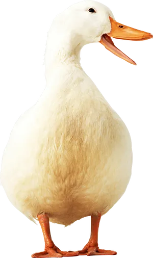 White Duck Quacking Portrait PNG Image