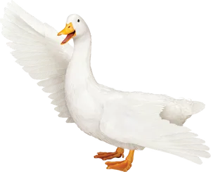 White Duck Spreading Wings PNG Image