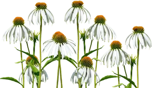 White Echinacea Flowers Transparent Background PNG Image