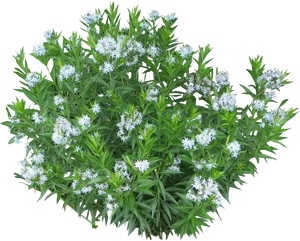 White Flower Clusteron Black Background.jpg PNG Image